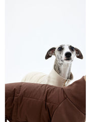 Two Whippets in onesies standing on a white background