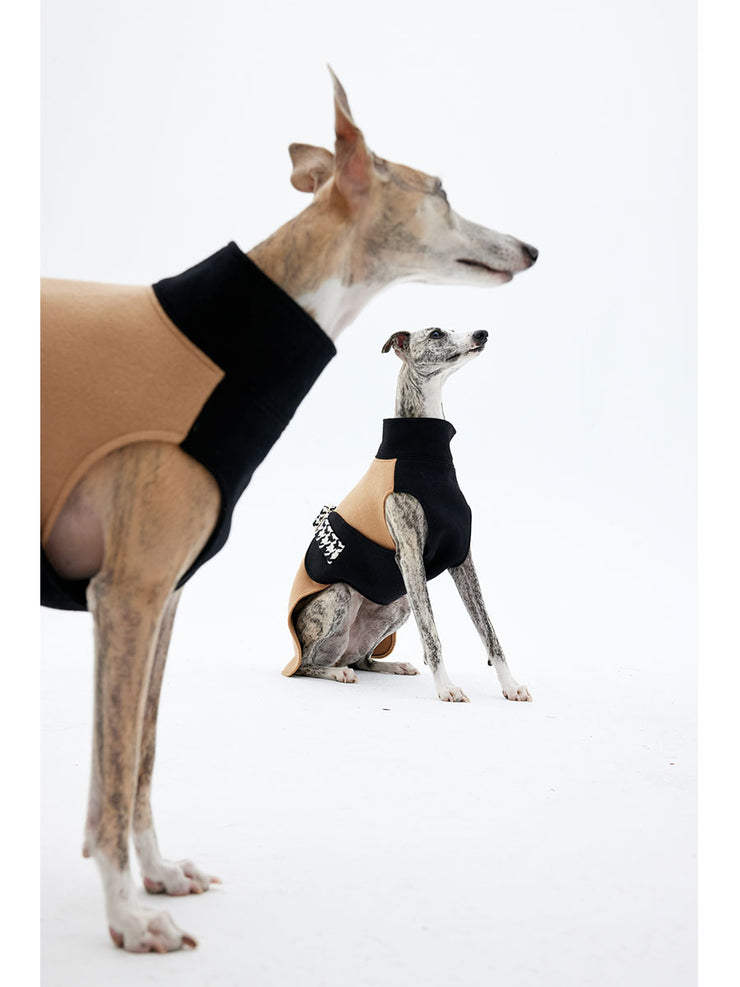 The Whippet is wearing a wool coat.