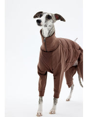 A Whippet wearing a brown coat all the time