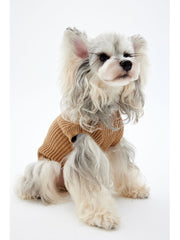 A schnauzer wearing a khaki sweater.